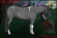 Horse Color:Blue Roan Tobiano