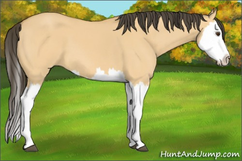 Horse Color: Buckskin Dun Splash 