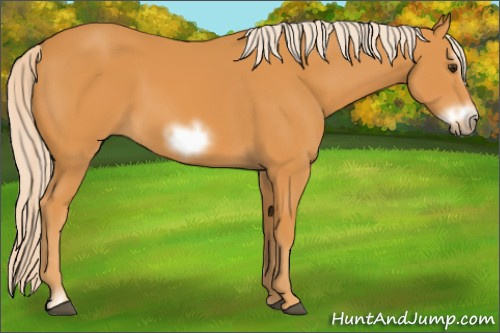 Horse Color: Chocolate Palomino Sabino Frame 