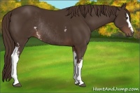 Horse Color:White Spotted Liver Chestnut Rabicano 
