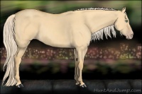Horse Color:Gold Cream Champagne Dun 