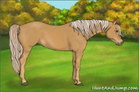 Horse Color:Palomino 