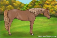 Horse Color:Red Roan 