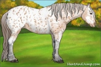 Horse Color:Bay Splash Tobiano Near Leopard  Brindle