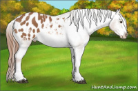 Horse Color:Liver Chestnut Sabino Splash Frame Appaloosa 