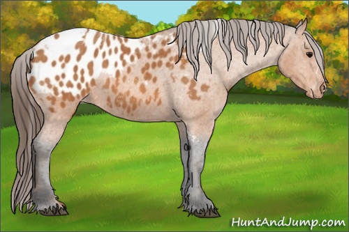 Horse Color: Unknown 