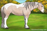 Horse Color:Bay Splash Tobiano Appaloosa  Brindle