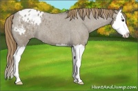 Horse Color:Smoky Grullo Roan Splash Appaloosa 