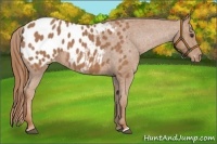 Horse Color:Red Roan Appaloosa 