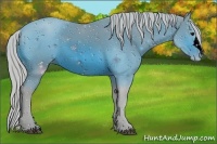 Horse Color:ERROR: UNKNOWN ANOMALY