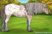 Horse Color:Bay Splash Tobiano Appaloosa  Brindle