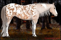Horse Color:Bay Splash Tobiano Near Leopard  Brindle