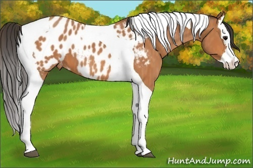 Horse Color: Bay Splash Tobiano Near Leopard  Brindle