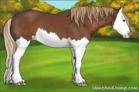 Horse Color:Liver Chestnut Splash 