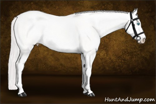 Horse Color:Cremello Dun Sabino 