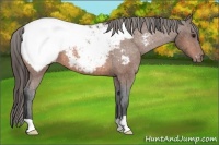 Horse Color:Bay Snowcap 