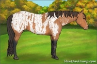 Horse Color:Bay Splash Tobiano Blanket  Brindle