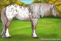 Horse Color:Gray White Spotted Palomino Blanket 