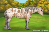 Horse Color:Bay Splash Tobiano Near Leopard  Brindle