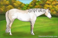 Horse Color:Gray Silver Classic Cream Champagne Roan Pearl Frame 