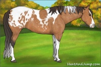 Horse Color:Bay Splash Tobiano Blanket  Brindle