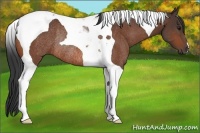 Horse Color:Bay Tobiano Rabicano 