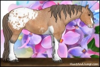 Horse Color:Bay Splash Tobiano Appaloosa Brindle
