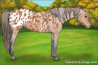 Horse Color:Bay Splash Tobiano Appaloosa  Brindle