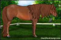 Horse Color:Liver Chestnut 