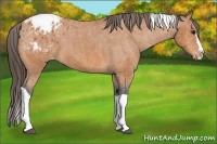 Horse Color:Bay Splash Tobiano Appaloosa Brindle