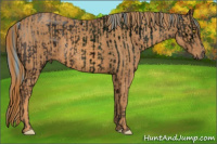 Horse Color:ERROR: UNKNOWN ANOMALY Brindle