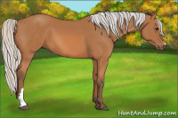 Horse Color:Silver Bay 