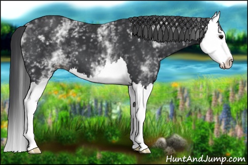 Horse Color: White Spotted Black Splash 