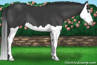 Horse Color:Black Splash