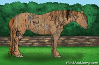 Horse Color:ERROR: UNKNOWN ANOMALY Brindle