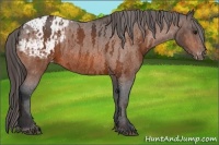Horse Color:Bay Splash Tobiano Appaloosa  Brindle