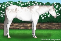 Horse Color:Gray White Spotted Amber Champagne Tobiano Blanket 