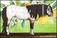 Horse Color:Bay Splash Tobiano Near Leopard  Brindle