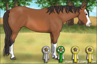 Horse Color:Bay Splash 