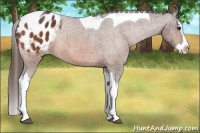 Horse Color:Bay Splash Tobiano Blanket  Brindle