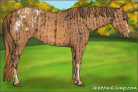Horse Color:Bay Splash Tobiano Appaloosa  Brindle