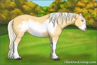 Horse Color:Palomino Splash Frame Brindle