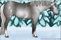 Horse Color:Gray White Spotted Silver Black Sabino 