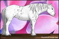 Horse Color:White Spotted Black Splash Tobiano Frame Appaloosa 
