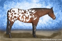 Horse Color:Bay Splash Tobiano Blanket  Brindle