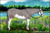 Horse Color:Liver Chestnut Splash Appaloosa 