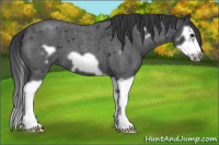 Horse Color:Blue Roan Splash Frame 