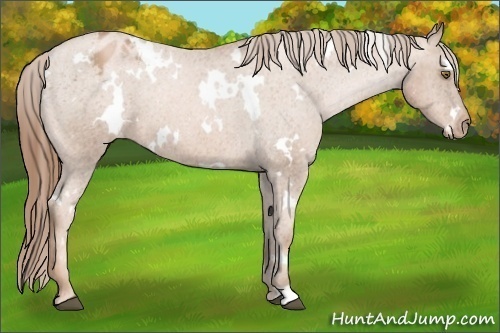 Horse Color:White Spotted Liver Chestnut Pearl Appaloosa 