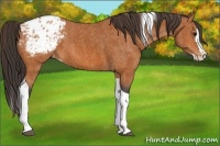 Horse Color:Bay Splash Tobiano Blanket  Brindle
