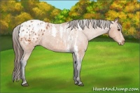 Horse Color:Bay Splash Tobiano Blanket  Brindle